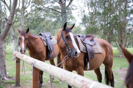 Hastings River Horse Riding Explore Port Macquarie and Beyond on Horseback