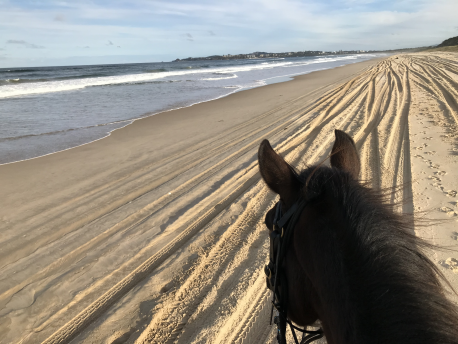 Hastings River Horse Riding Explore Port Macquarie and Beyond on Horseback